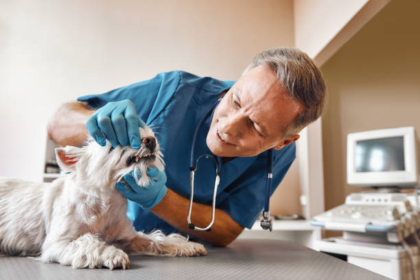 Best Emergency X-Rays and Diagnostics in Harbor Bluffs, FL
